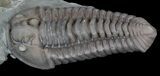 Flexicalymene Trilobite From Ohio #47339-2